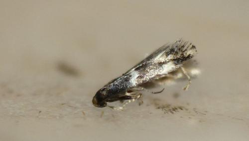 Elachista stabilella